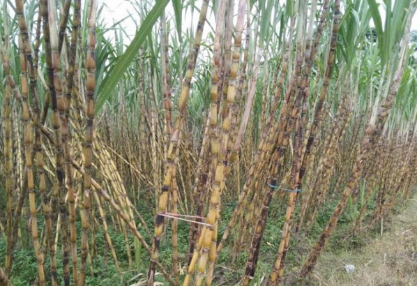 ফরিদগঞ্জে আখের বাম্পার ফলনে চাষিদের মুখে হাসি