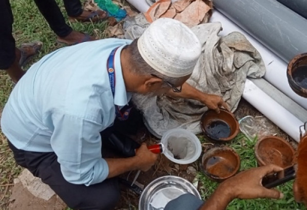 এডিস মশা