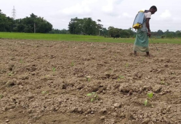 বিশ্বনাথে আগাম শীতকালীন সবজি চাষে ব্যস্ত কৃষকরা