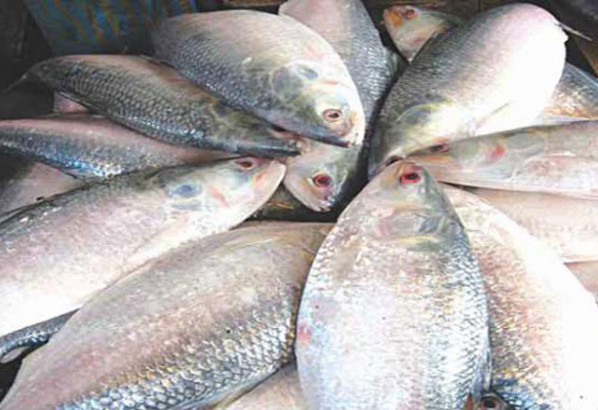 ইলিশ রপ্তানি করে আয় ১৪১ কোটি টাকা