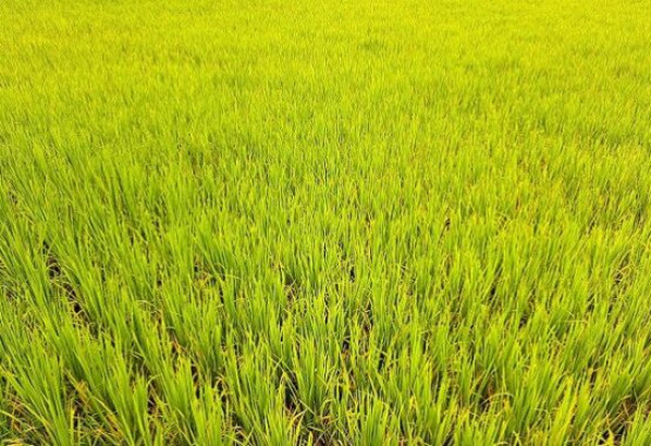 মৌলভীবাজারে রোপা আমনে হলুদ পাতা, উদ্বিগ্ন কৃষকরা