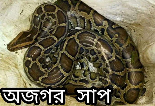 তাহিরপুরে জেলের মাছ ধরার ছাঁইয়ে অজগর সাপ