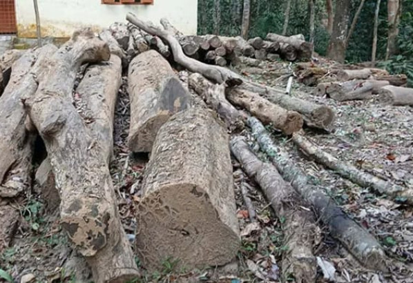 সংরক্ষণের অভাবে নষ্ট হচ্ছে লাউয়াছড়ার মূল্যবান বনজ কাঠ