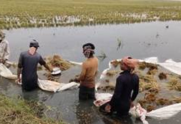 জগন্নাথপুরের হাওড়ে পাকা ধান পানির নিচে তলিয়ে গেছে