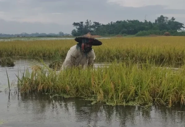 থইথই পানিতে ডুবছে কৃষকের সোনালি স্বপ্ন