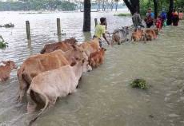 সিলেটে আকস্মিক বন্যার শঙ্কা সরকার প্রতি মণ ধান কিনবে ১৪৪০ টাকা