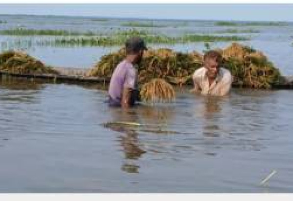 হাওরে ধানবোঝাই নৌকা ডুবে শ্রমিকের  মৃত্যু