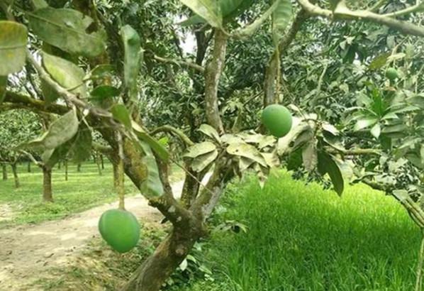 হাঁড়িভাঙ্গা আমের ২৫০ কোটি টাকারও বেশি বাণিজ্যের আশা