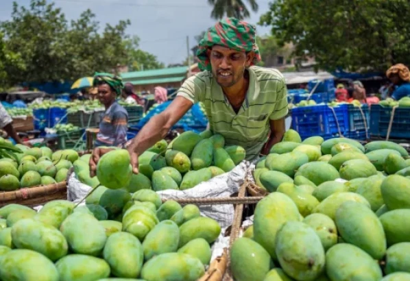 বাজারে গিয়ে ভালো আম চিনবেন যেভাবে