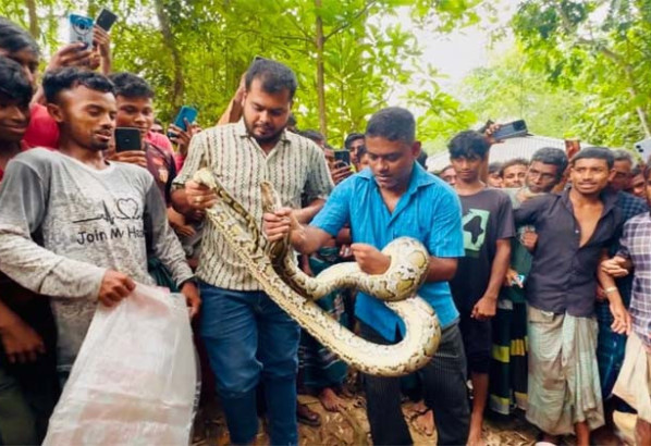শ্রীমঙ্গলে বসতবাড়ি থেকে বিশাল অজগর উদ্ধার