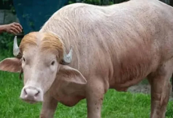 আলোচিত সেই মহিষটির ঠিকানা হচ্ছে চিড়িয়াখানা