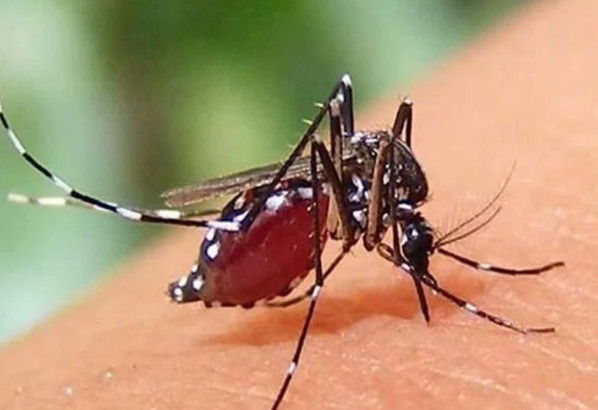 হামের পর এবার ডেঙ্গুর থাবা, সিলেটে প্রথম মৃত্যুর রেকর্ড,নাম আফিয়া খানম (৫৪)