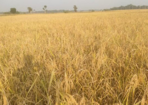 শিক্ষাপ্রতিষ্ঠান
