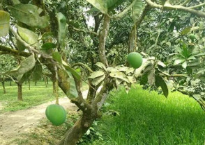 হাঁড়িভাঙ্গা আমের ২৫০ কোটি টাকারও বেশি বাণিজ্যের আশা